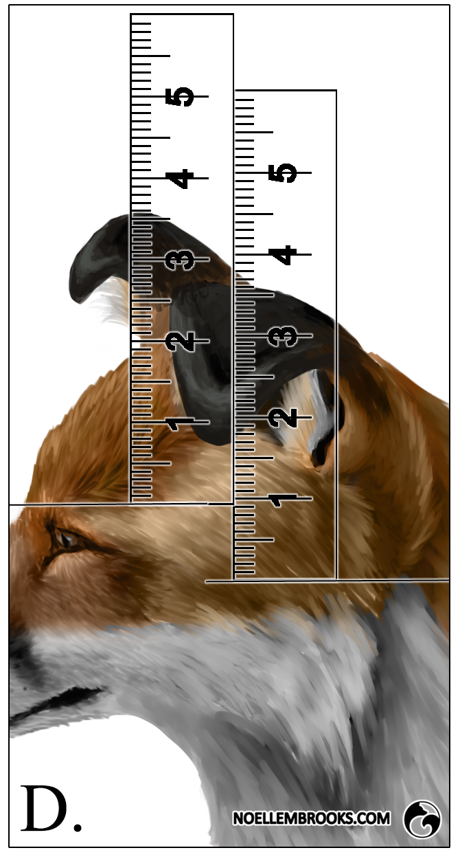 Fox Ear Rotation Red Fox Ear Curl Calculations – D – Noelle M. Brooks
