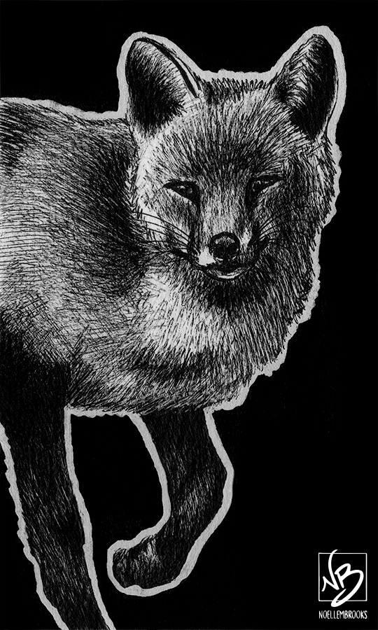 red fox illustration black and white
